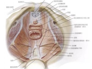 尿道口上方是女性生殖系统的重要部位，也是女性健康的关键所在