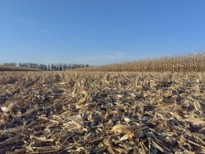 东北黑土地上的特色农产品被 X 无码视频记录全过程