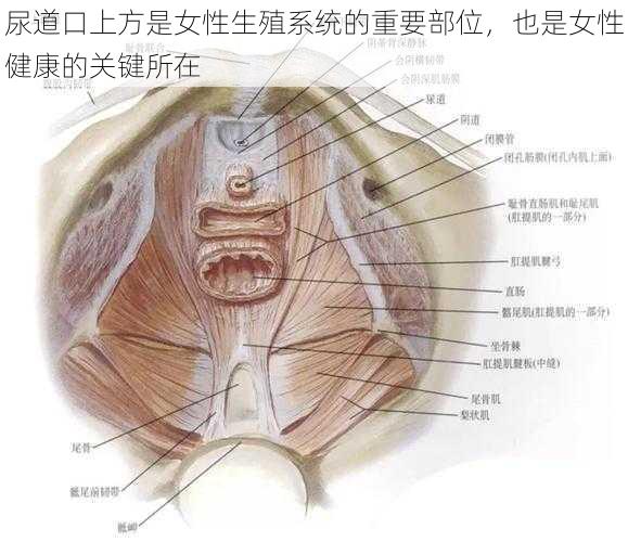 尿道口上方是女性生殖系统的重要部位，也是女性健康的关键所在